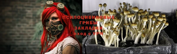 сатива Карпинск