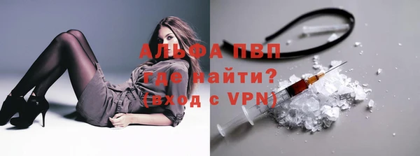 сатива Карпинск