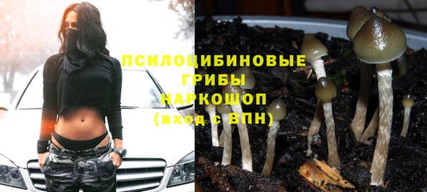 сатива Карпинск