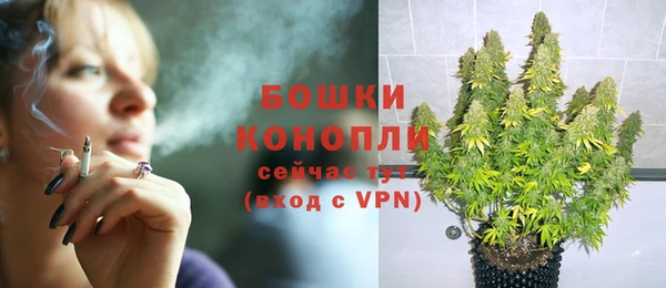 сатива Карпинск